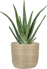 Scheurich Seagrass 17, vaso/cestino in alghe marine, colore: bianco, diametro 17 cm, altezza 16 cm, volume 3,5 l.