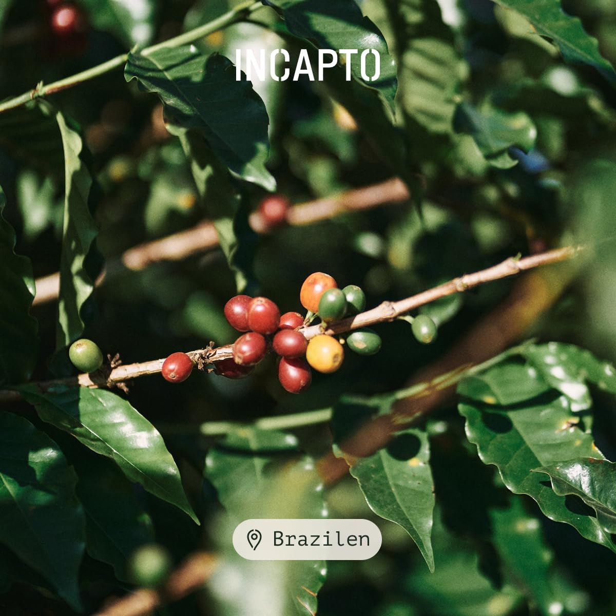 Incapto Ganze Entkofeinierte Kaffeebohnen | Ohne Chemikalien | Mischung aus 100% Arabica-Kaffee aus Brasilien | Ungemahlen Espresso Bohnen | Caffè svizzero decaffeinato all'acqua, confezione da 500 g