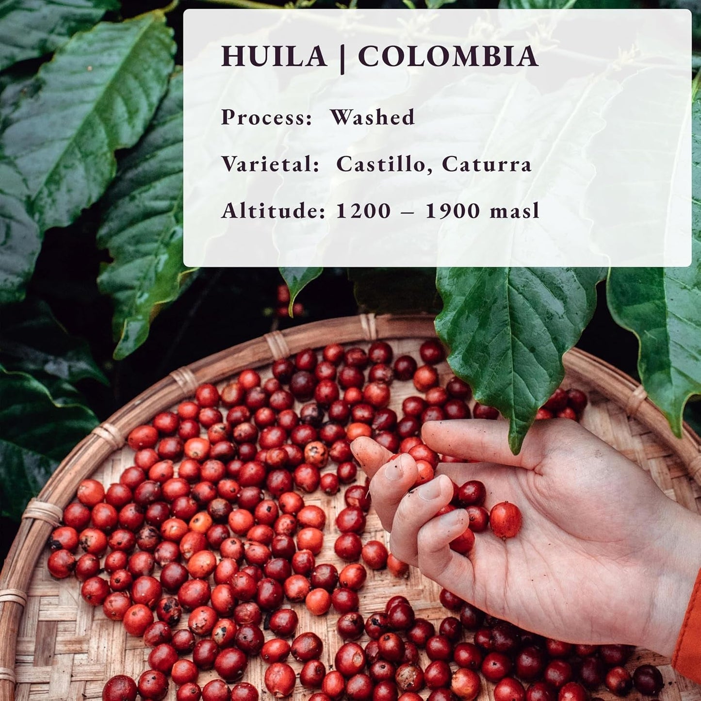 Tostato dopo l'ordine ~ Chicchi di caffè speciali più freschi | Torrefazione da 80 TAZZE | Colombia Huila, monorigine (1kg) Spezialitäten Kaffeebohnen, Frisch Geröstet