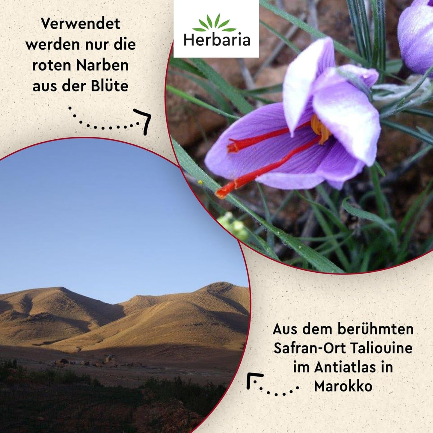 Herbaria Safran-Fäden bio 0,5g in vetro – SafranFäden bio aus dem bereicht Safran-Ort Taliouine in Marokko – Safranfäden in Premium Bio-Qualität – Saffron Premium - Safran première catégorie