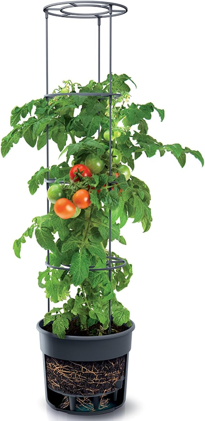 Vasi per piantine di pomodoro Prosperplast con traliccio – Robusta fioriera in plastica | Antracite | Resistente agli agenti atmosferici e ai raggi UV | 29,5 x 115,2 cm | Ideale per il giardino e il terrazzo