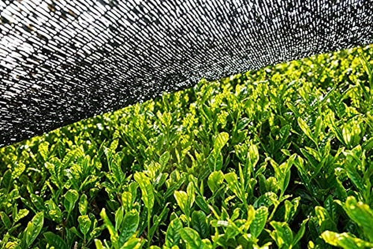 Polvere Matcha BIO 100 g I Senza additivi - 100% naturale I Tè Matcha giapponese premium I Tè verde in polvere di
