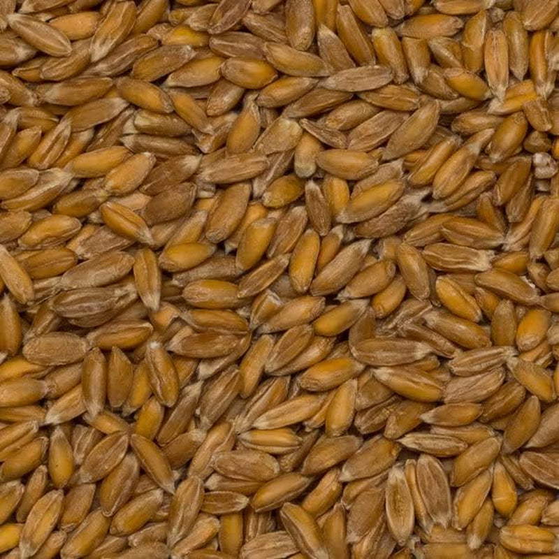 Grani di farro biologico Wholefood Earth – 3 kg | Non OGM | Vegano | Ricco di fibre | Certificato biologico