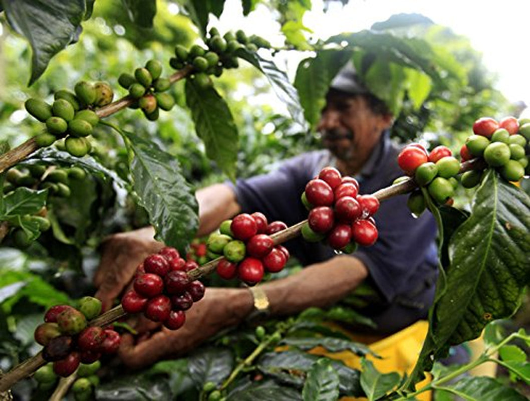 Caffè Arabica naturale al 100% in grani da 1 kg – Caffè espresso dalla tostatura intensa con una miscela di origine colombiana e brasiliana – Commercio equo e solidale.