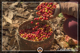 Caffè speciale dal Sud America - Galapagos, l'ecosistema unico delle isole (1000 grammi, chicchi interi) - caffè monorigine - caffè premium - bassa acidità - leggermente tostato e fresco