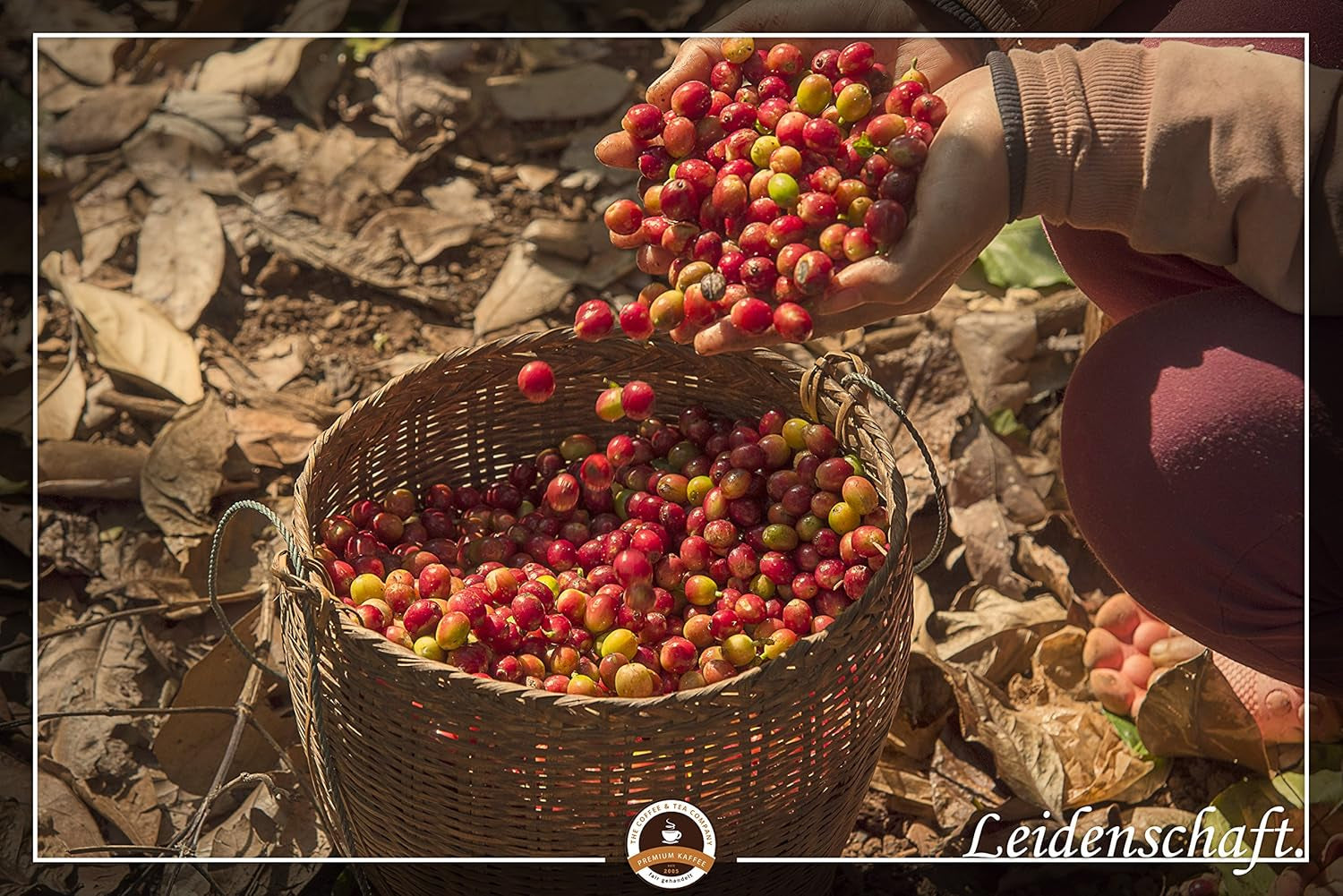 Caffè speciale dal Sud America - Galapagos, l'ecosistema unico delle isole (1000 grammi, chicchi interi) - caffè monorigine - caffè premium - bassa acidità - leggermente tostato e fresco