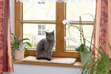 Coperte e Arredi, Animali Domestici, Gatti, Lettine per gatti, Tappetini tiragraffi, Gatti - Lettini, materassi