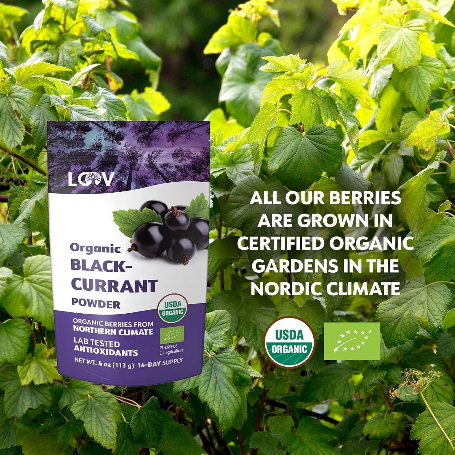 Polvere di ribes nero biologico LOOV, composta al 100% da ribes nero intero, bacche biologiche liofilizzate e in polvere, coltivate nel Nord Europa, senza zuccheri aggiunti, 113g Naty Shop Prodotti disidratati