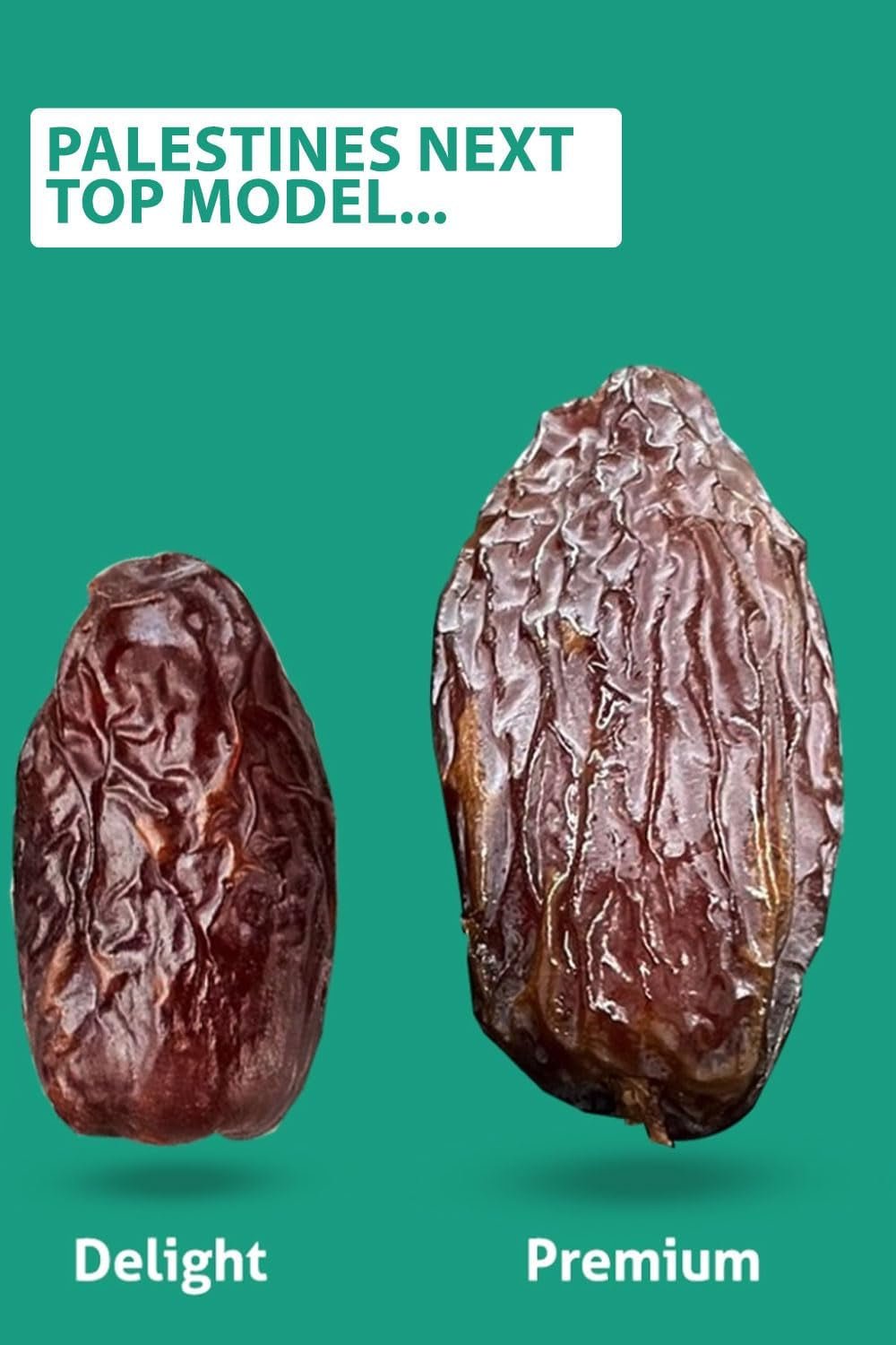 NABALI FAIRKOST FOR ALL Datteri Medjool Medjoul dalla Palestina - 100% naturale vegano aromatico tradizionale fresco e orientale I senza conservanti 5 kg (1 confezione), Piccoli/Medi Prodotti disidratati Naty Shop