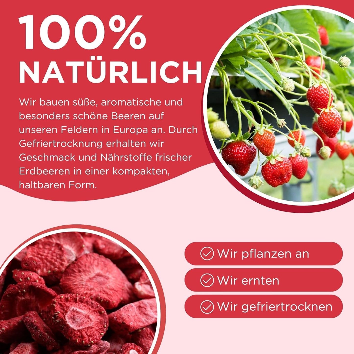 Fragole liofilizzate estive - confezione da 5 - senza zucchero, 100% naturali, deliziosi snack croccanti per bambini e adulti, ideali per cereali e lunch box (55g) Prodotti disidratati Naty Shop