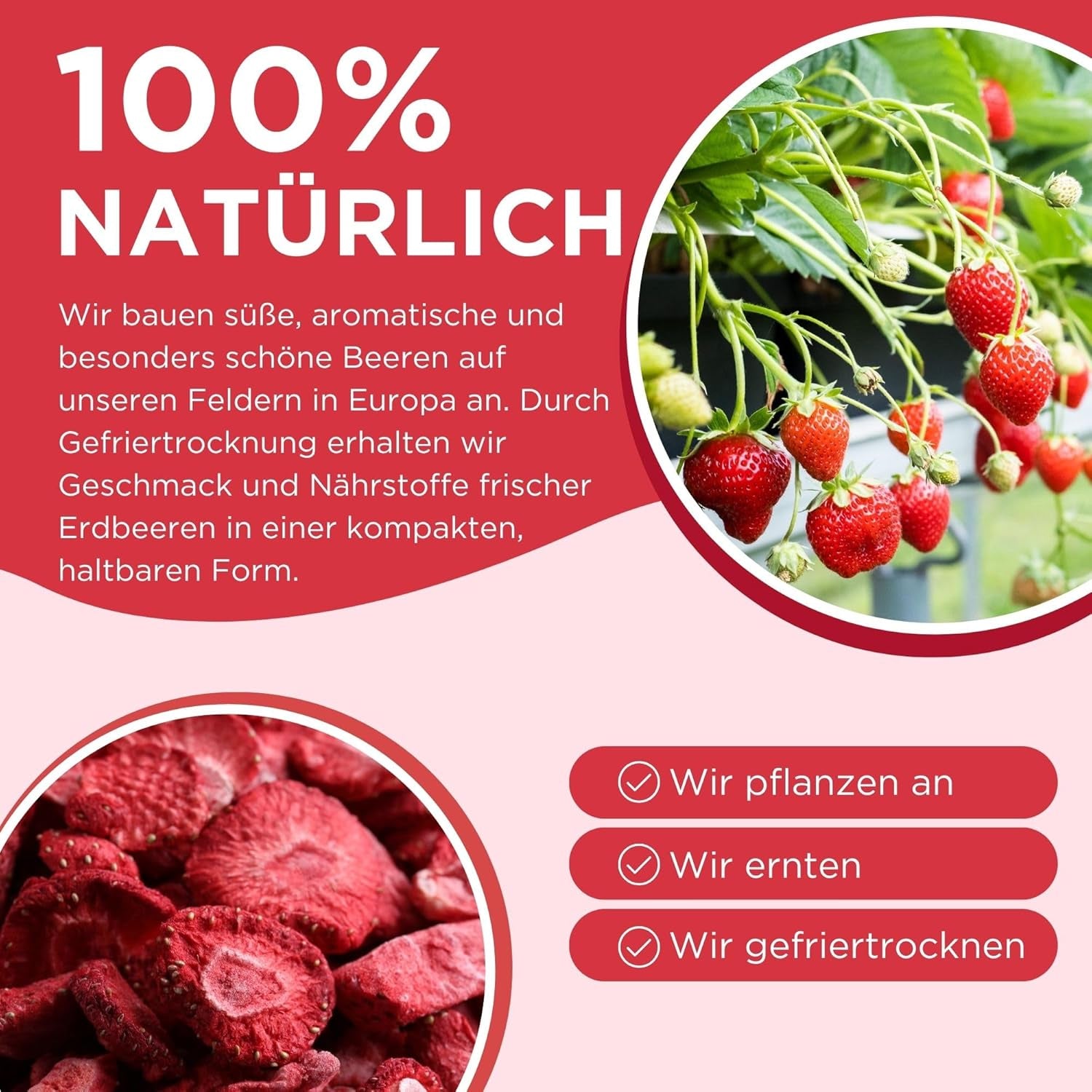 Fragole liofilizzate estive - confezione da 5 - senza zucchero, 100% naturali, deliziosi snack croccanti per bambini e adulti, ideali per cereali e lunch box (55g) Prodotti disidratati Naty Shop
