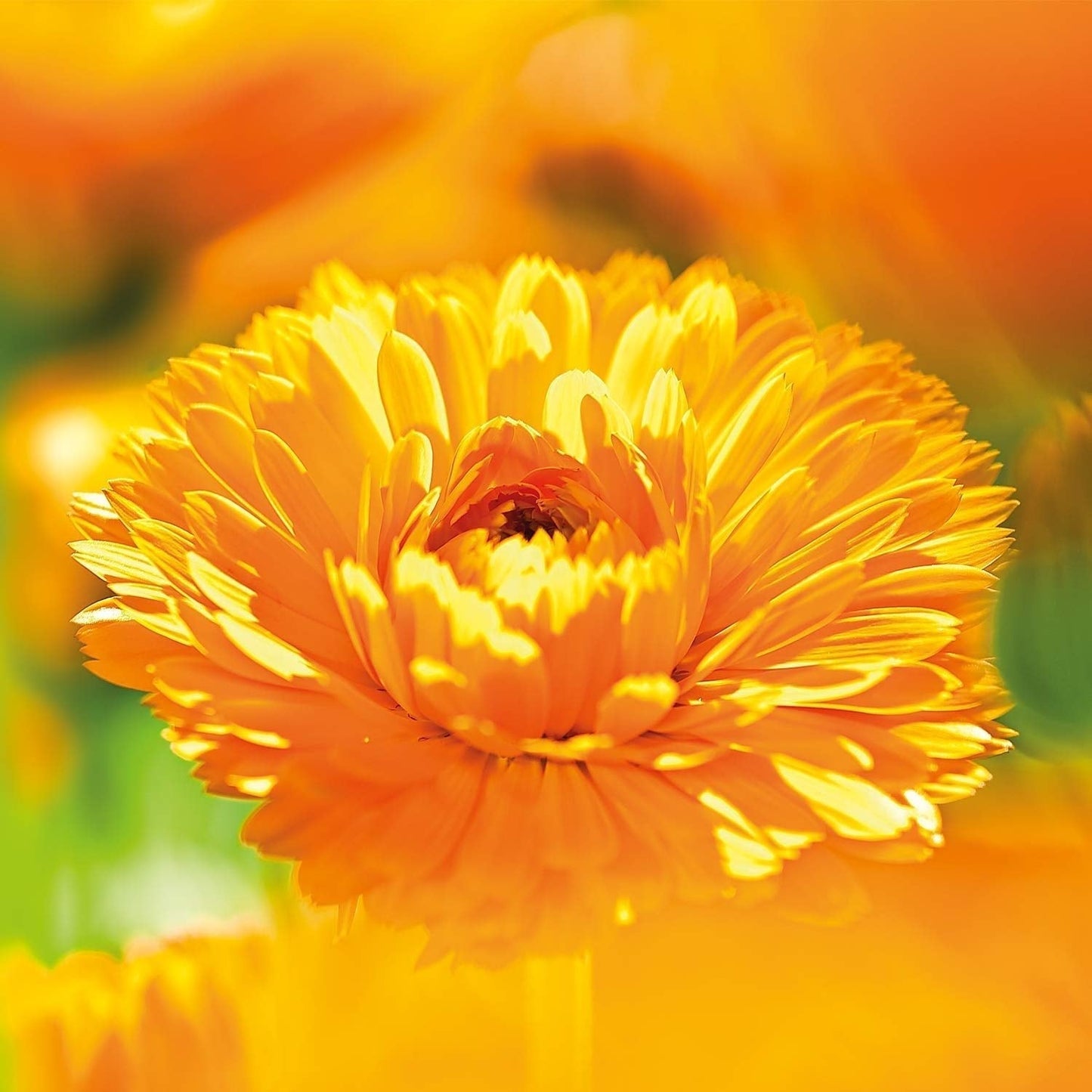 WELEDA Organic Baby Calendula Care Cream Body & Face 30ml - Crema viso / crema per la pelle per cosmetici naturali con olio di sesamo e lanolina per la cura della pelle secca. Crema idratante per neonati e bambini Bambini - Bagno e cura della pelle Naty Shop