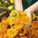 WELEDA Latte curativo alla calendula per bambini biologico - Lozione cosmetica naturale per il corpo con olio di mandorle e cera d'api per la cura e la pulizia della pelle secca del bambino. Lozione delicata per la cura della pelle di neonati e bambini (1x 200ml) Bambini - Bagno e Cura della Pelle Naty Shop